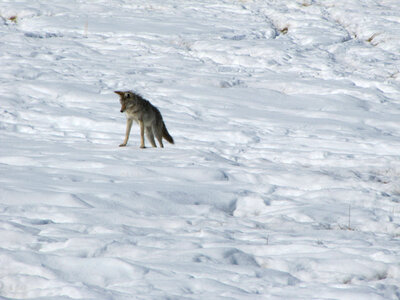 Coyote ready to pounce photo