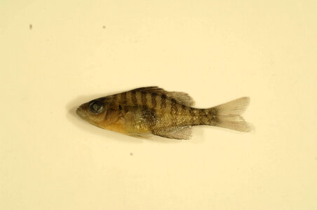 Lepomis macrochirus-1 photo