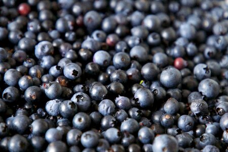 Blueberries Background photo