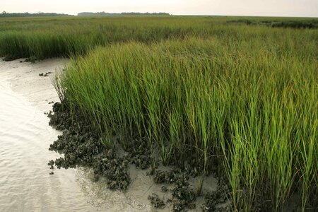 Camassia Scilloideae desert grass plants