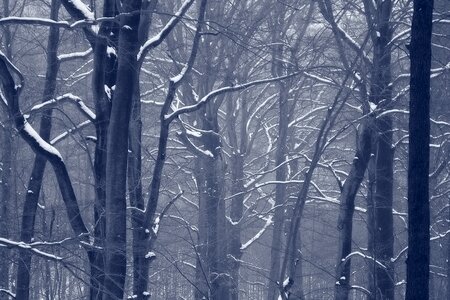 Trees winter forest tree trunks photo