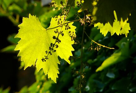 Foliage plant large leaves summer