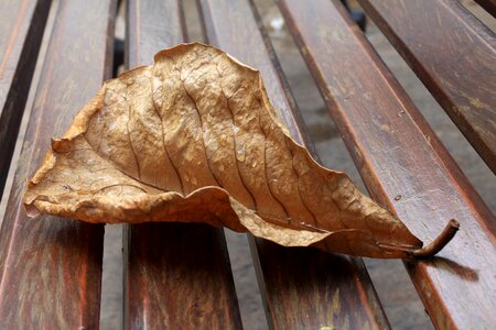 Drops rain raindrop