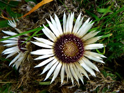 Beautiful beautiful flowers bloom photo