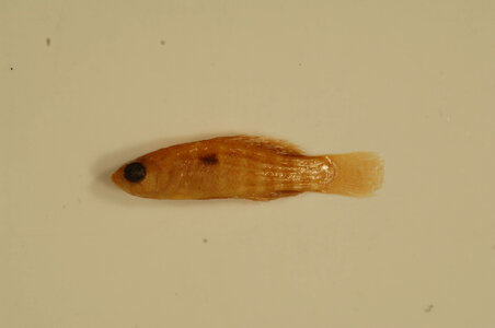 Elassoma zonatum