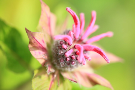 Beautiful Flowers biology bloom