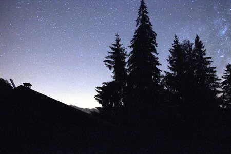 Dusk evergreen fir