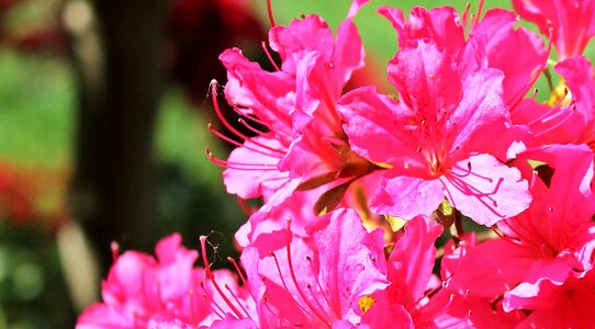 Beautiful beautiful flowers blooming