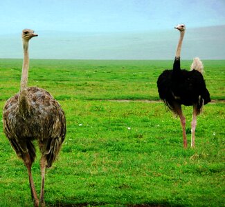 Africa camelus large