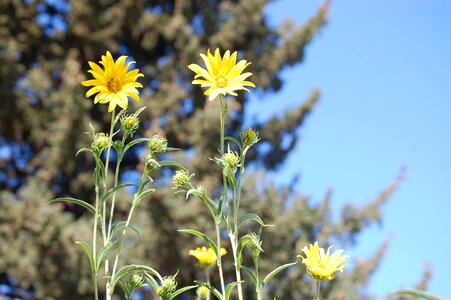 field of blooming yellow flowers