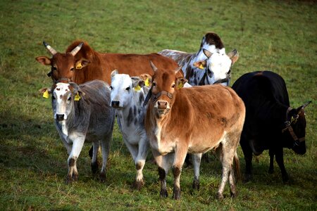 Agriculture animal beef photo