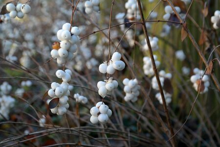 Fruits snowberry albus ornamental