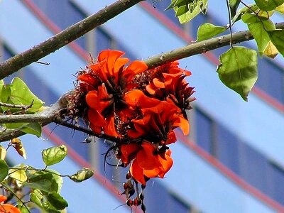 Bloom leaves 