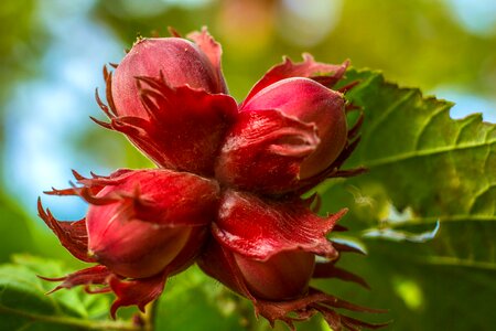 Tree spring flower