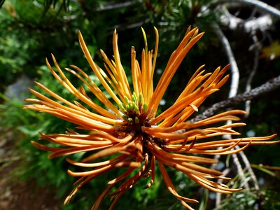 Grow pinus mugo pine