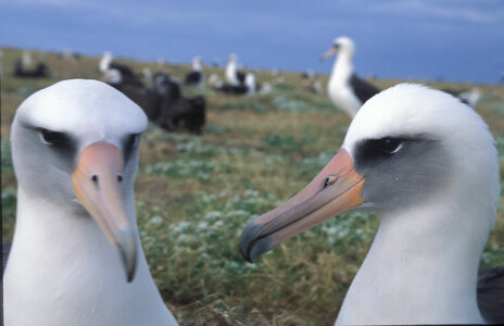 Laysan albatross colony photo