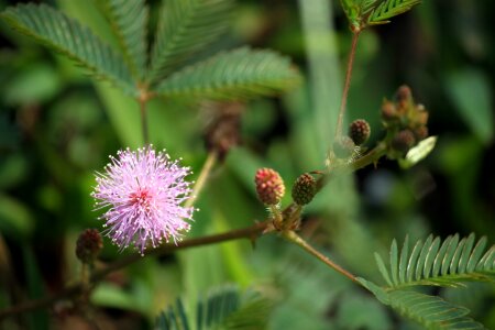 Floral plant natural