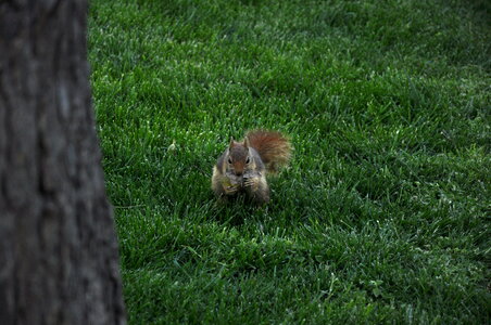 squirrel 2 photo