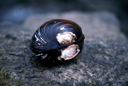 Clam close close-up