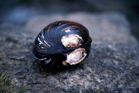 Clam close close-up photo