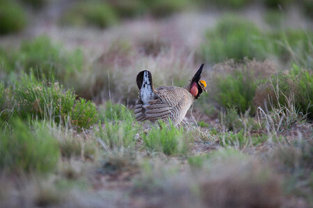 Lesser Prairie-Chicken-7 photo