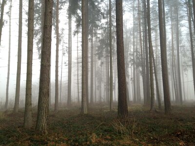 Fog forest grove photo