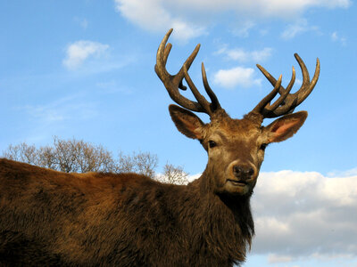 Big Deer Buck with Antlers photo