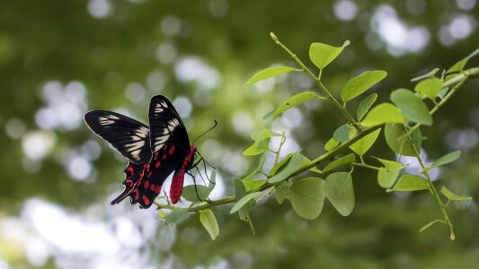 Animal arthropod beautiful