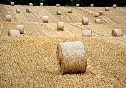 Harvest autumn straw role