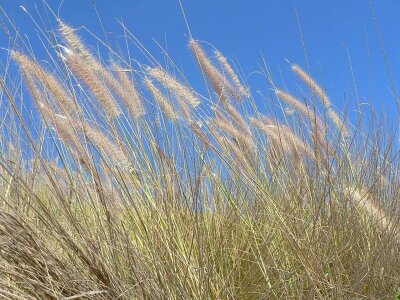 Grass Plants wind 