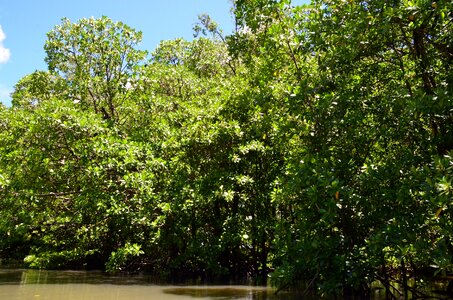 Mangrove jungle landscape scenery