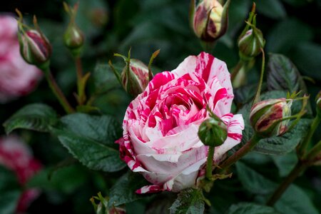 Beautiful Flowers beautiful photo blooming