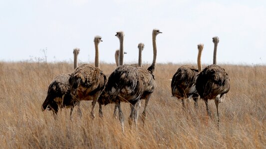 South africa ostrich bird run photo