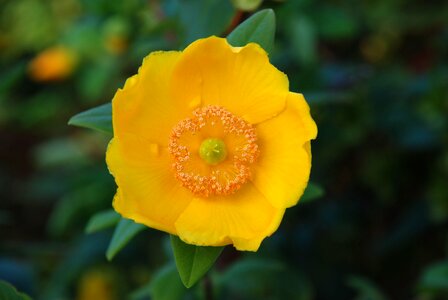 Blossoming Ranunculus repens tree
