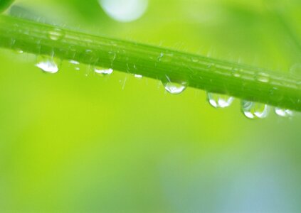 water drops on the green grass photo