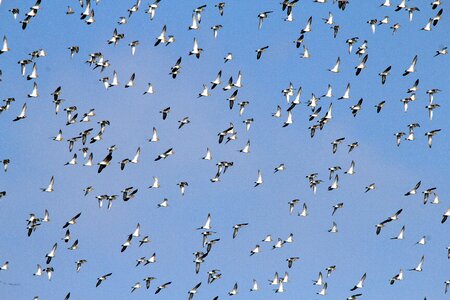 Swarm wild geese flying photo
