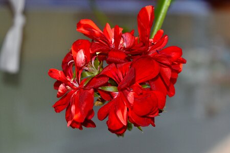Beautiful Flowers geranium nature