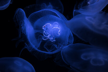 Colorful Underwater Jellyfish Closeup photo