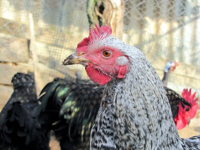 Hen bird poultry