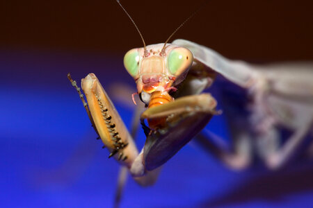 Mantis photo