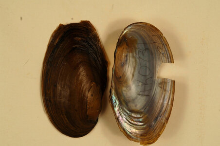 Anodonta beringiana-1