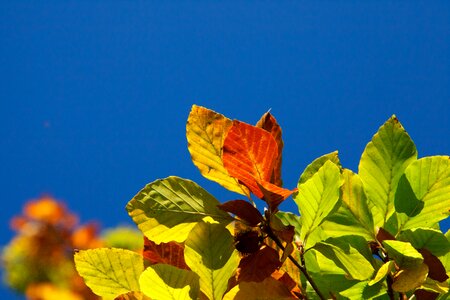 Brown color colorful