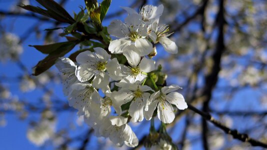 White blue flowers tree blossoms photo