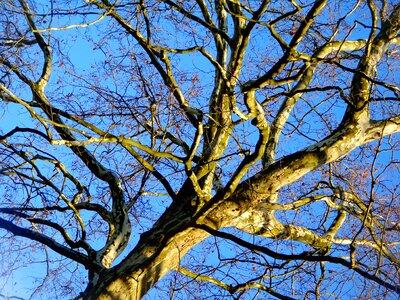 Branches branch aesthetic