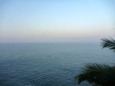 Calm Sea Palm Leaves