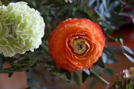 Ranunculus red plant