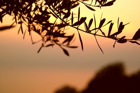 Leaves branches tree photo