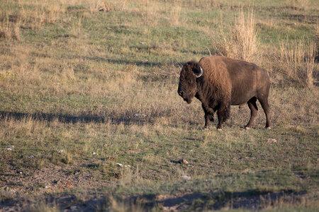 Bison bull in landscape-5