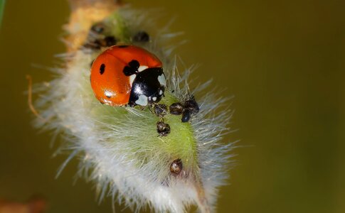 Animal arthropod beautiful photo photo