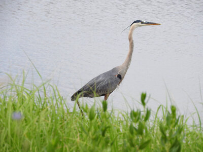 Great Blue Heron-2 photo